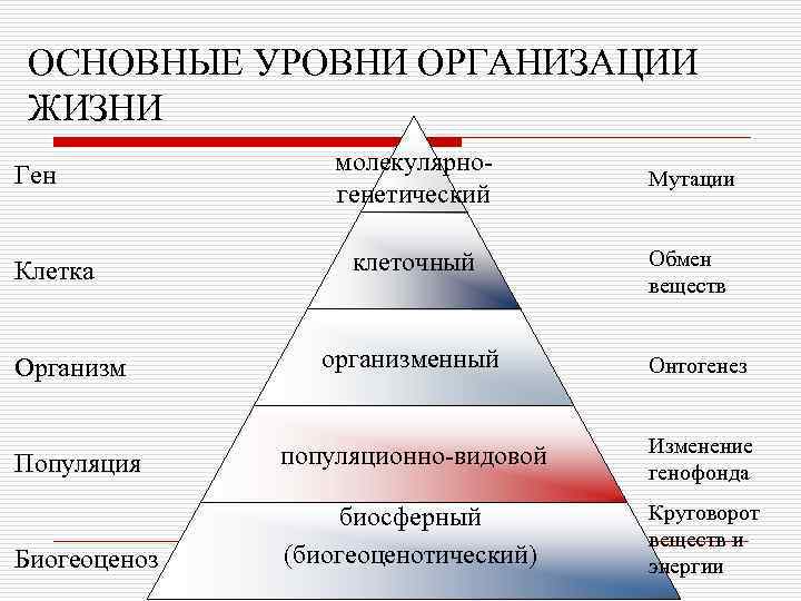 Таблица уровней организации человека