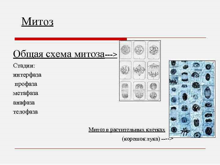 Митоз Общая схема митоза---> Стадии: интерфаза профаза метафаза анафаза телофаза Митоз в растительных клетках