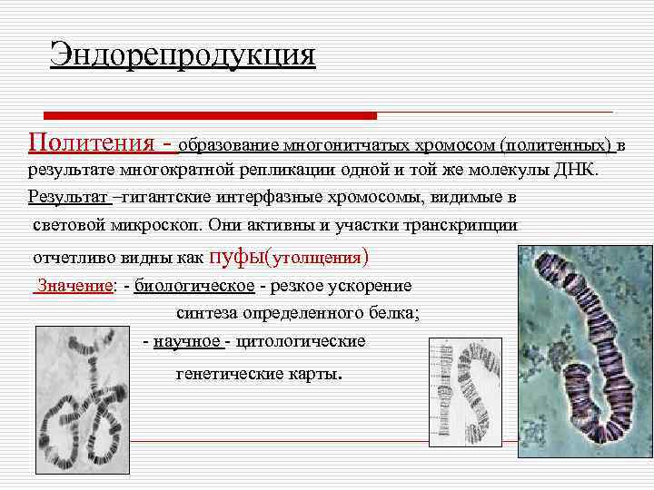 Эндорепродукция Политения - образование многонитчатых хромосом (политенных) в результате многократной репликации одной и той