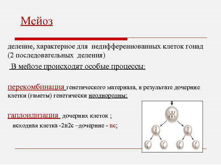 Биологическая сущность мейоза состоит в. Мейоз характерен для. Редукционное деление характерно для. Процесс мейоза свойственен:. Процессы характерные для мейотического деления.