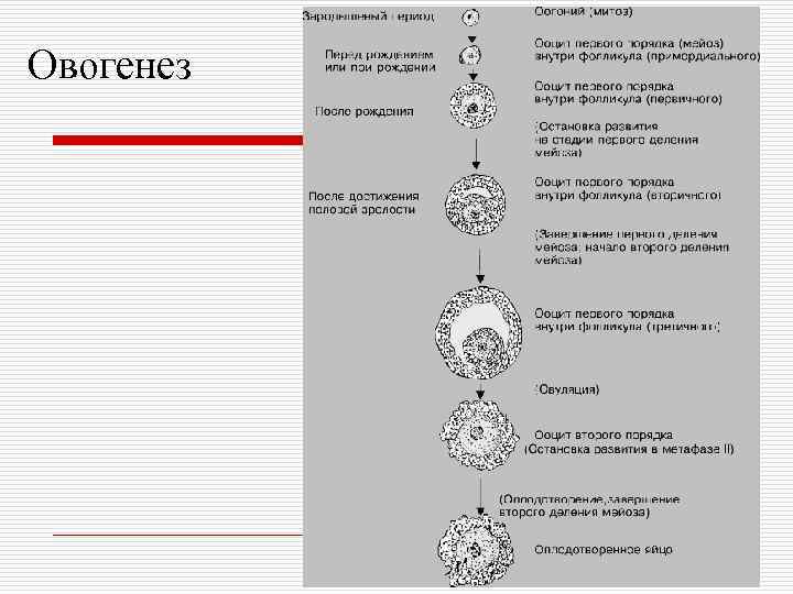 Схема овогенеза гистология