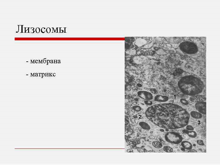 Лизосома мембрана. Лизосомы гистология. Лизосома препарат. Лизосомы фото. Мембрана лизосом.