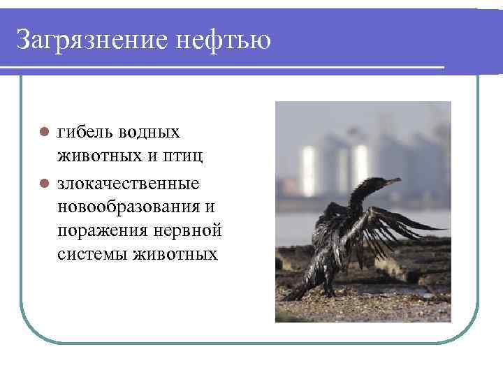 Загрязнение нефтью гибель водных животных и птиц l злокачественные новообразования и поражения нервной системы