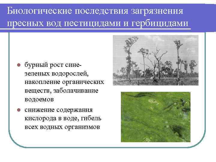 Биологические последствия загрязнения пресных вод пестицидами и гербицидами бурный рост синезеленых водорослей, накопление органических