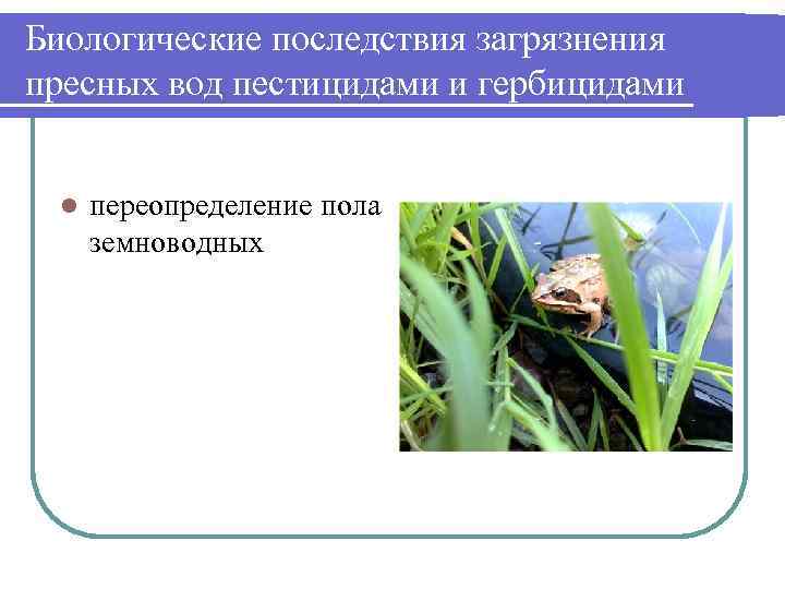Биологические последствия загрязнения пресных вод пестицидами и гербицидами l переопределение пола земноводных 