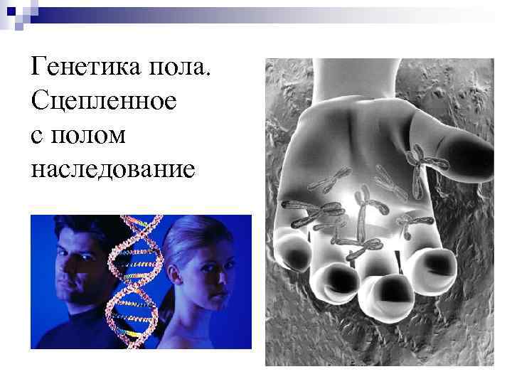 Генетика пола. Сцепленное с полом наследование 