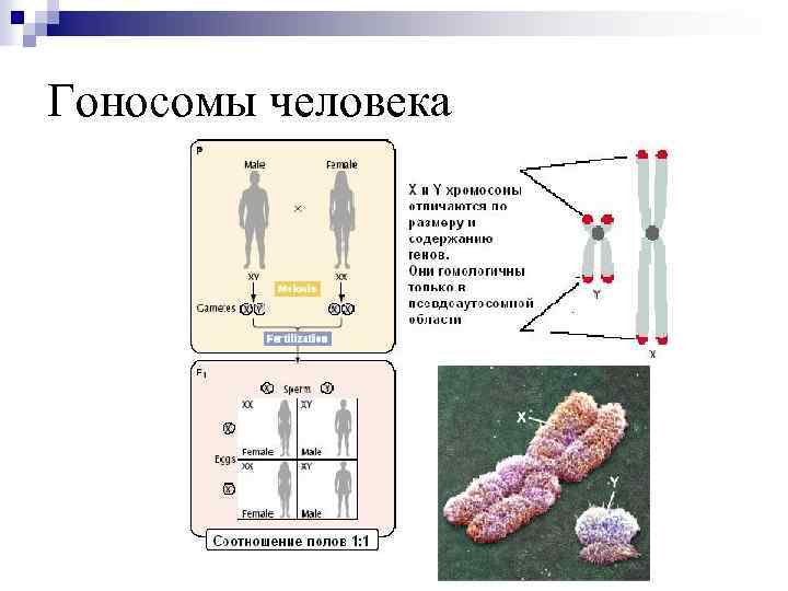Гоносомы человека 