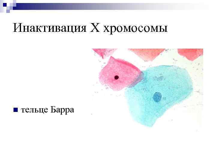 Инактивация Х хромосомы n тельце Барра 