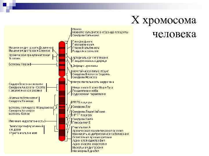 X хромосома человека 