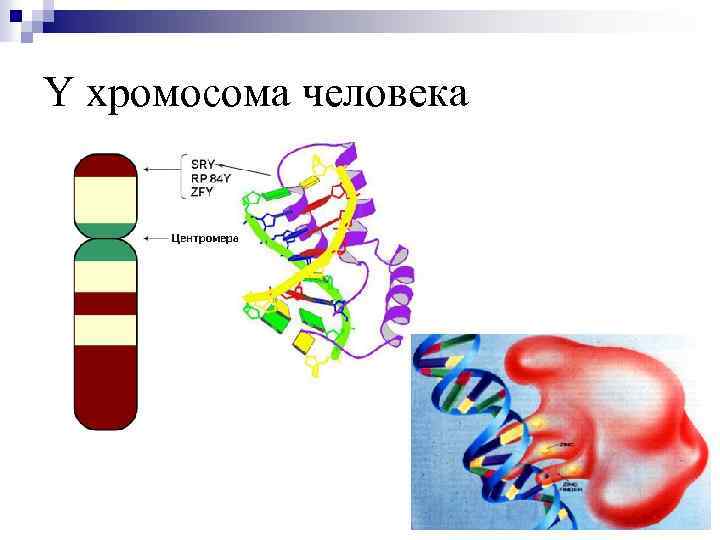 Y хромосома человека 