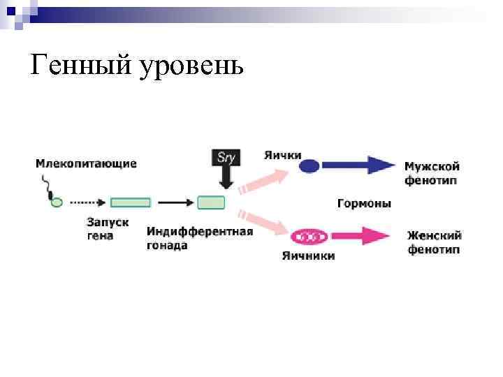 Генный уровень 