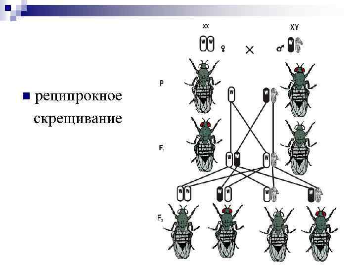 Определите какую закономерность иллюстрирует данная схема р аа х аа