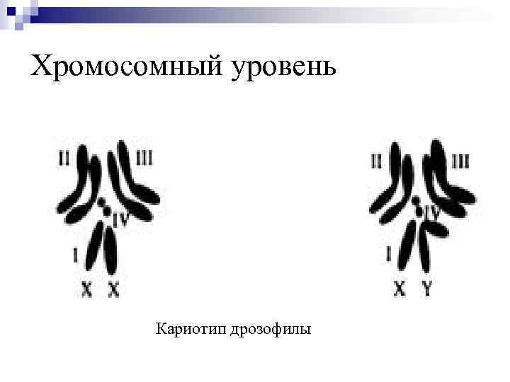 Графическое изображение кариотипа. Кариотип мухи дрозофилы. Кариотип мушки дрозофилы. Кариотип дрозофилы или плодовой мушки. Кариотипы животных таблица.