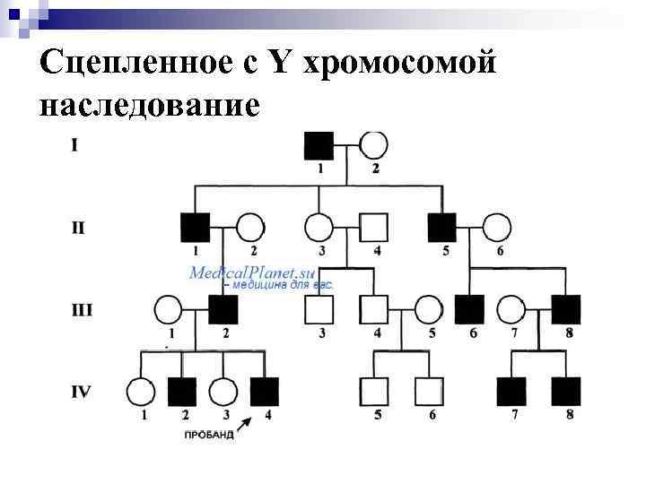 Наследование хромосом