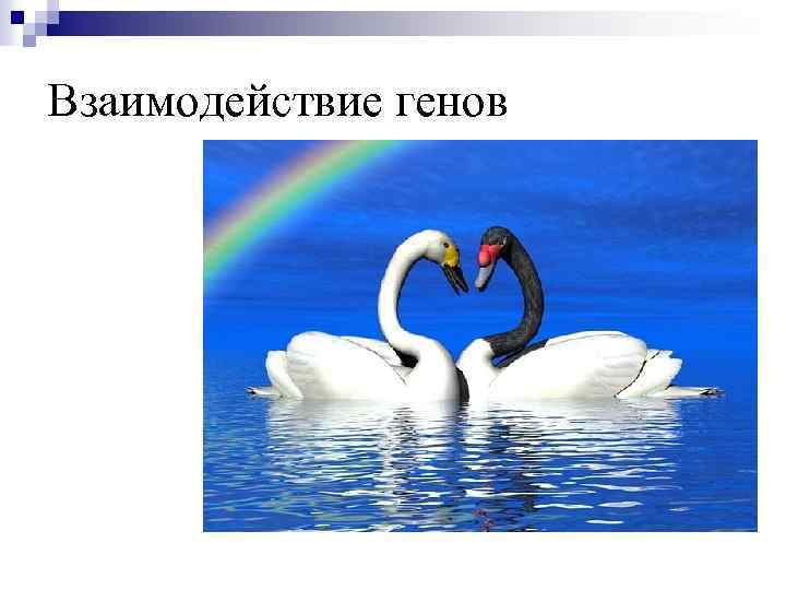 Взаимодействие генов 