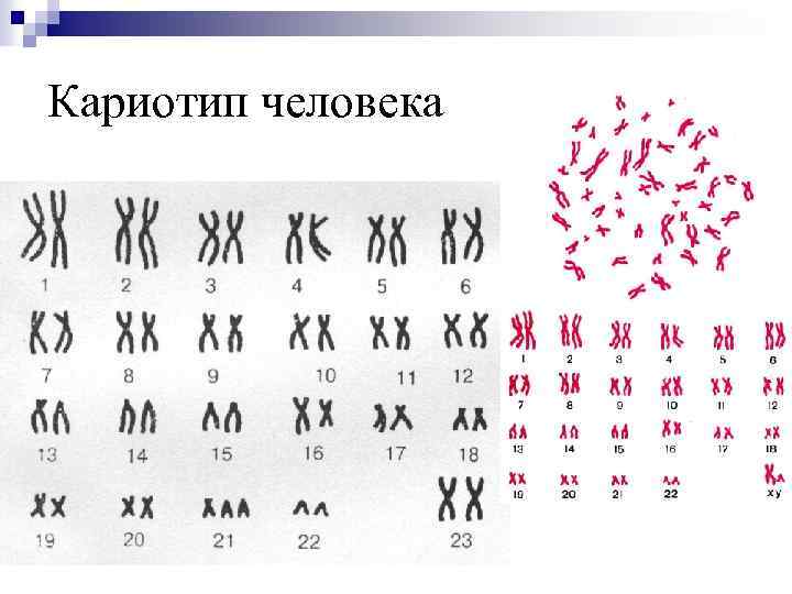 Кариотип эритроцит. Генетика пола кариотип человека. Кариотип человека рисунок. Кариотип здорового человека. Кариотип мужчины и женщины схема.