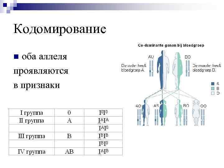 Кодомирование оба аллеля проявляются в признаки n 