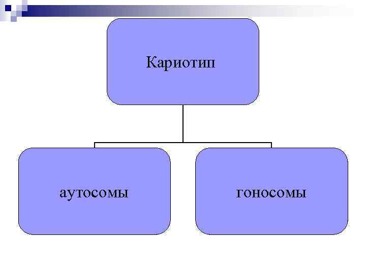 Кариотип аутосомы гоносомы 