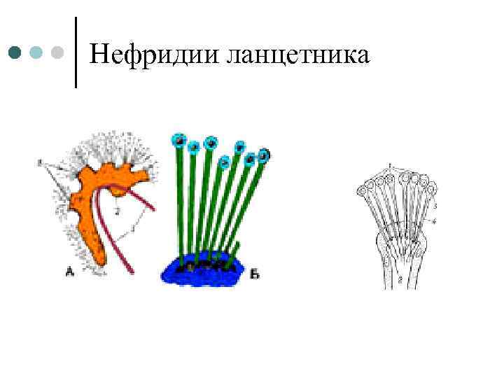 Нефридии ланцетника рисунок