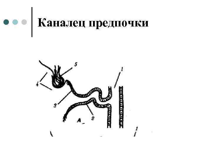 Каналец предпочки 