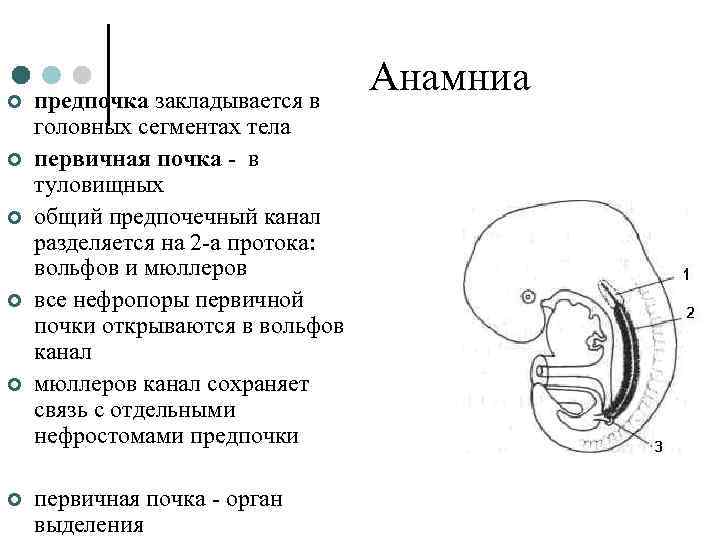 ¢ ¢ ¢ предпочка закладывается в головных сегментах тела первичная почка - в туловищных