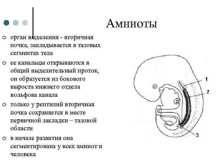 Амниоты ¢ ¢ орган выделения - вторичная почка, закладывается в тазовых сегментах тела ее