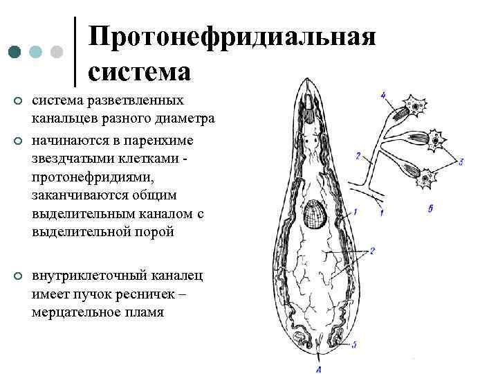 Протонефридиальная система ¢ ¢ ¢ система разветвленных канальцев разного диаметра начинаются в паренхиме звездчатыми