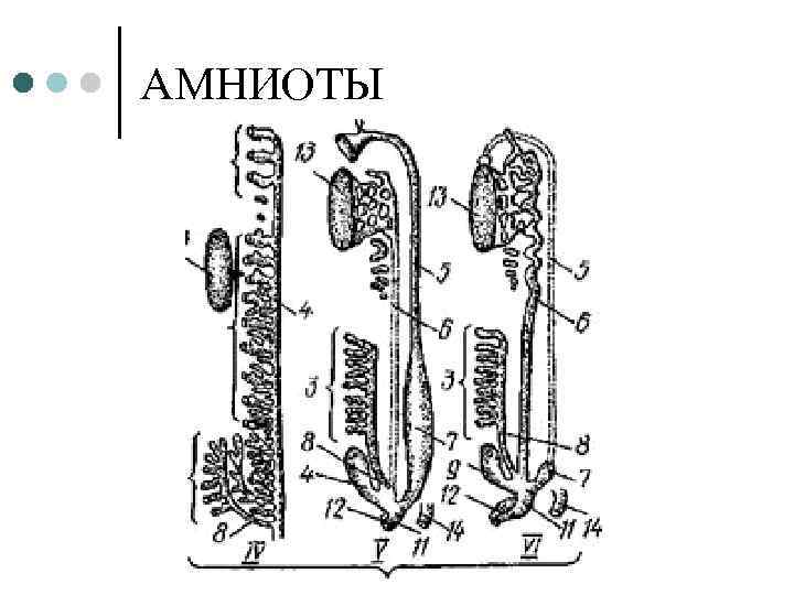 АМНИОТЫ 