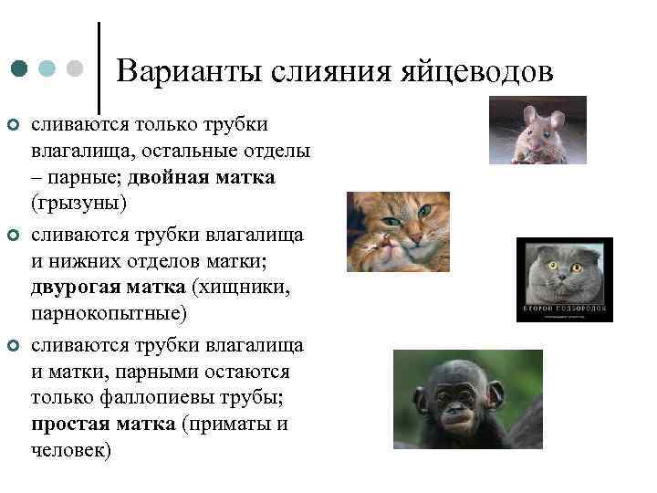 Варианты слияния яйцеводов ¢ ¢ ¢ сливаются только трубки влагалища, остальные отделы – парные;