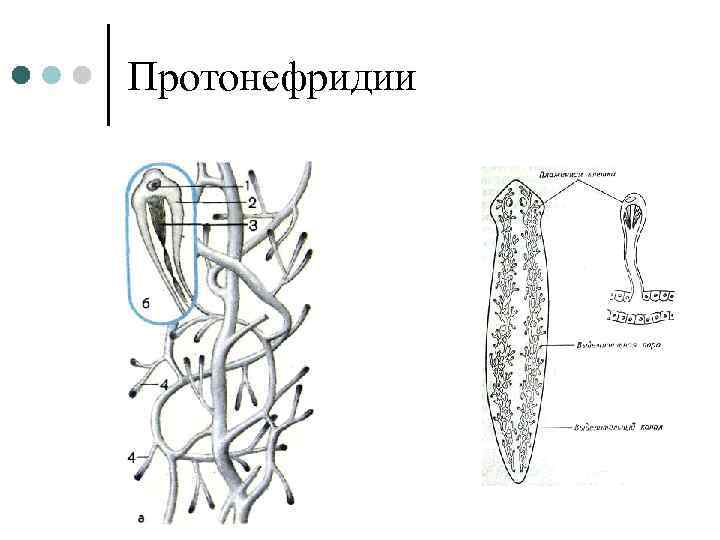Протонефридии 
