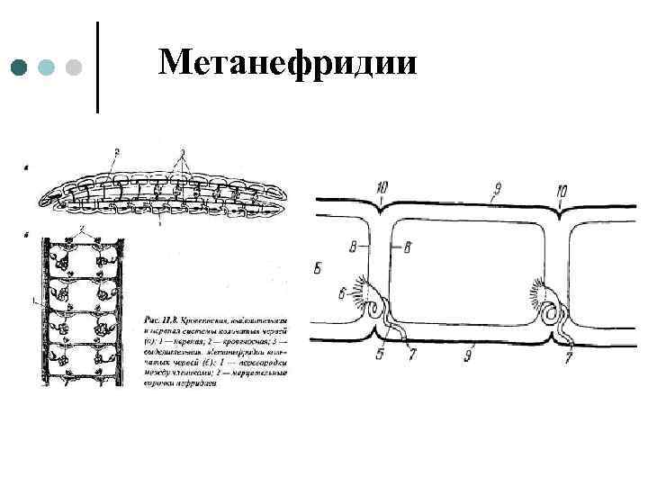 Метанефридии 