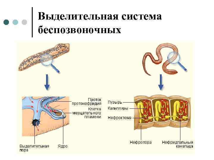 Выделительная система беспозвоночных 