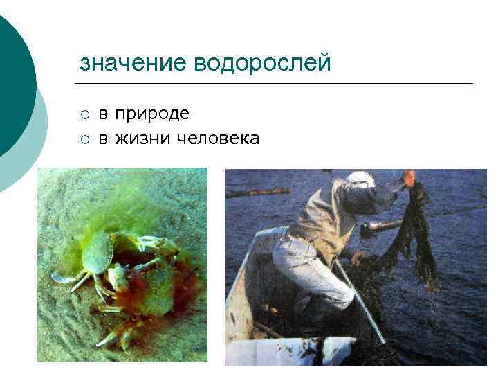 значение водорослей ¡ ¡ в природе в жизни человека 