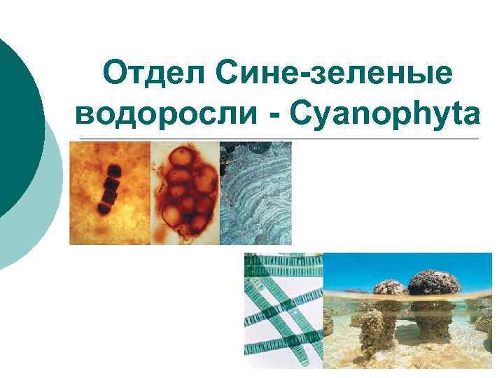Отдел Сине-зеленые водоросли - Cyanophyta 