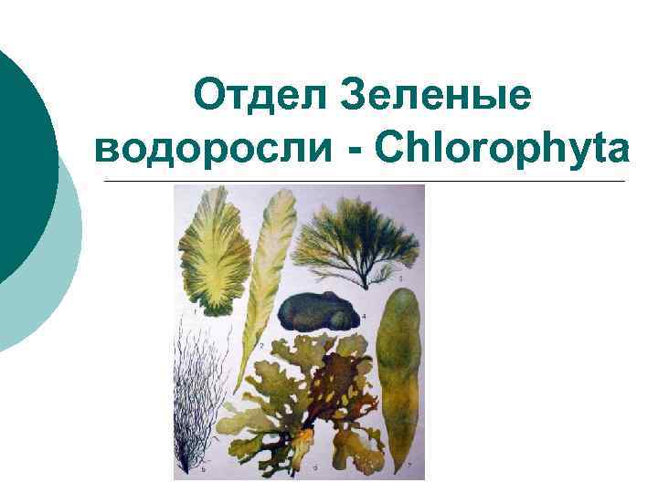 Отдел Зеленые водоросли - Chlorophyta 