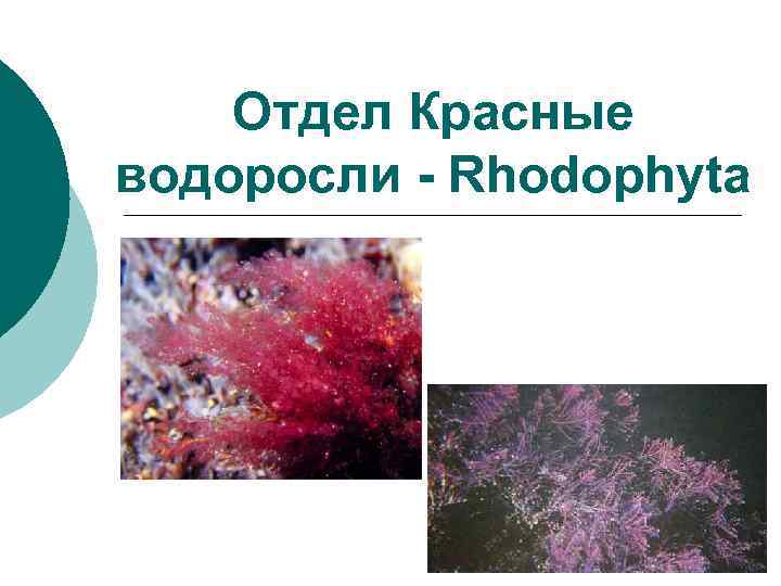 Отдел Красные водоросли - Rhodophyta 
