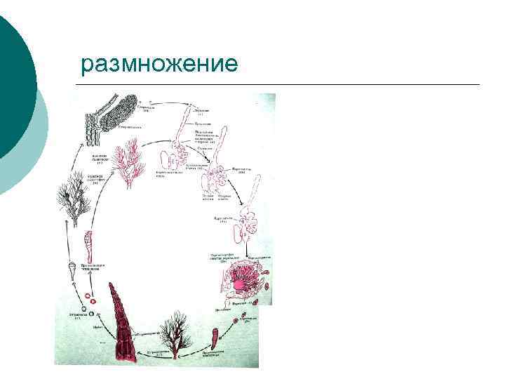 размножение 