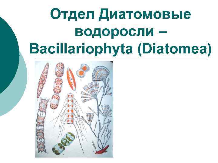 Отдел Диатомовые водоросли – Bacillariophyta (Diatomea) 
