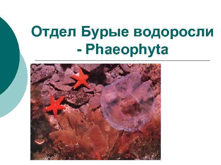 Отдел Бурые водоросли - Phaeophyta 