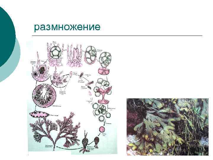 размножение 