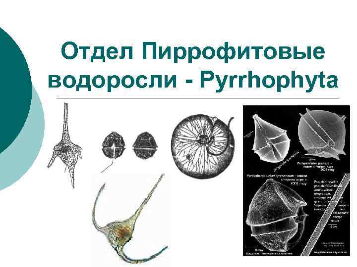 Отдел Пиррофитовые водоросли - Pyrrhophyta 