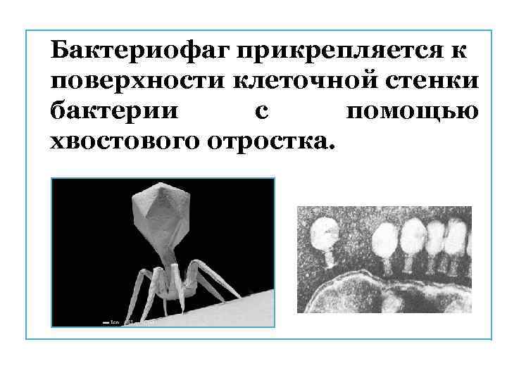 Бактериофаг прикрепляется к поверхности клеточной стенки бактерии с помощью хвостового отростка. 