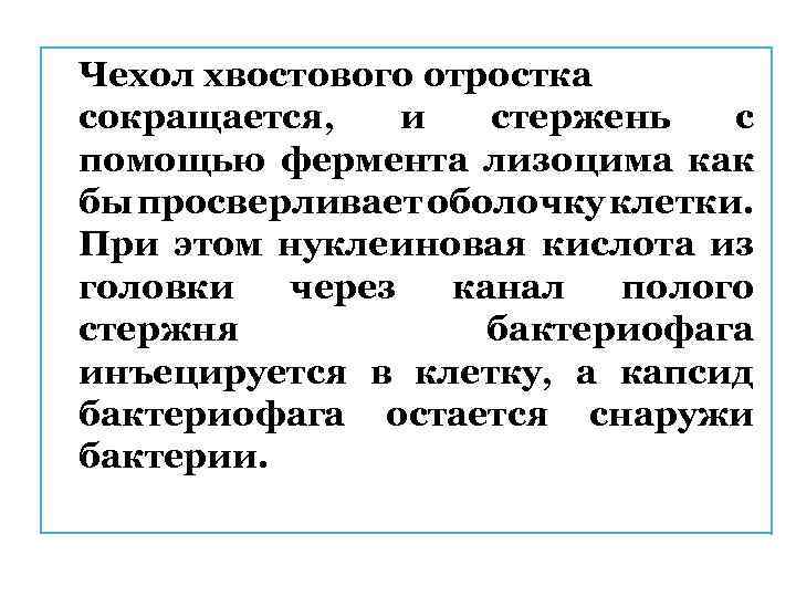 Чехол хвостового отростка сокращается, и стержень с помощью фермента лизоцима как бы просверливает оболочку