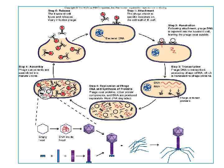 Цикл бактерии. Схема развития бактериофага в бактериальной клетке. Жизненный цикл литического бактериофага. Схема цикла размножения бактериофага. Жизненный цикл бактериофага схема.