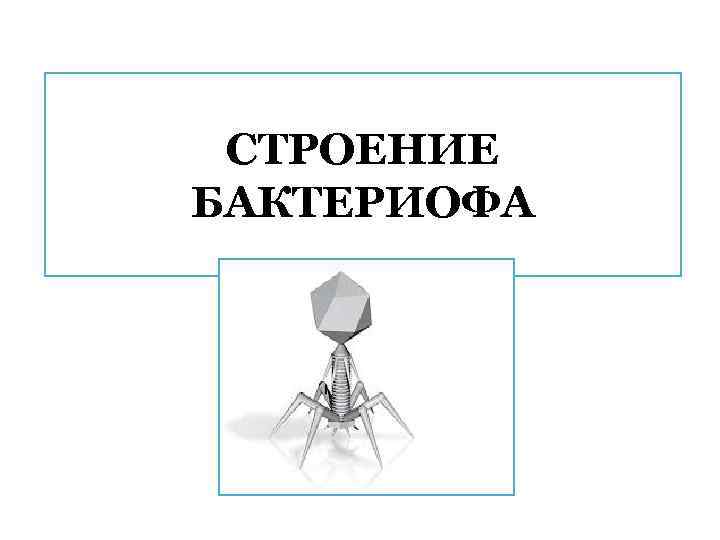 СТРОЕНИЕ БАКТЕРИОФА 