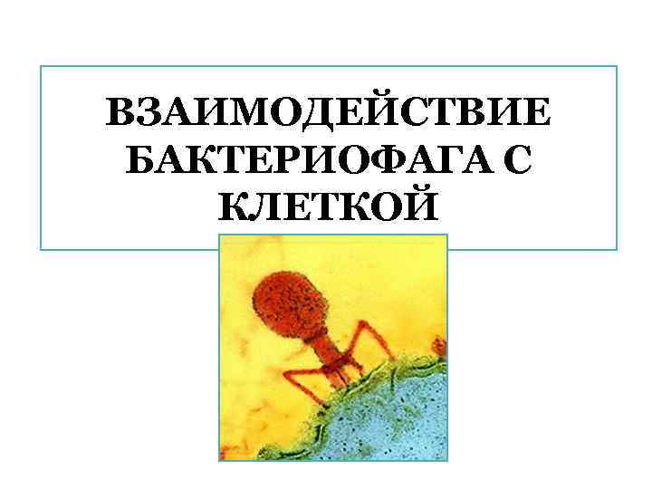 ВЗАИМОДЕЙСТВИЕ БАКТЕРИОФАГА С КЛЕТКОЙ 