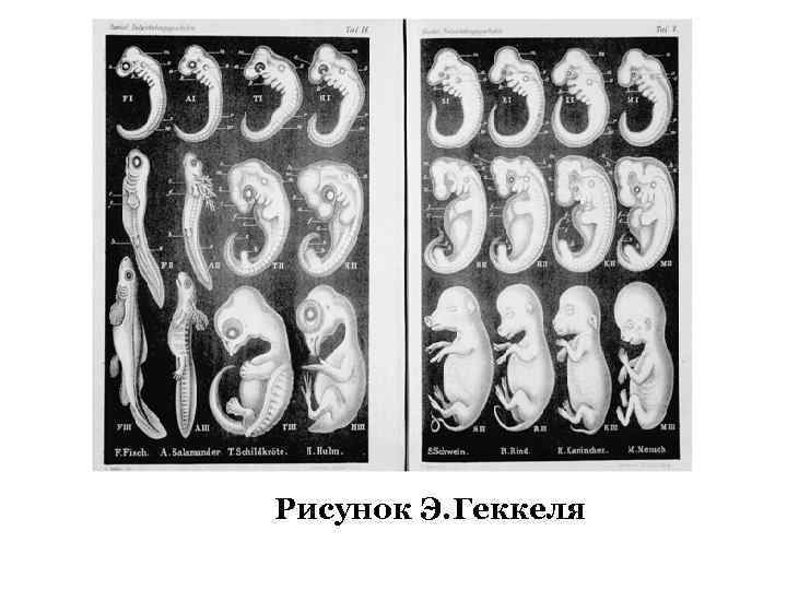 Рисунок Э. Геккеля 