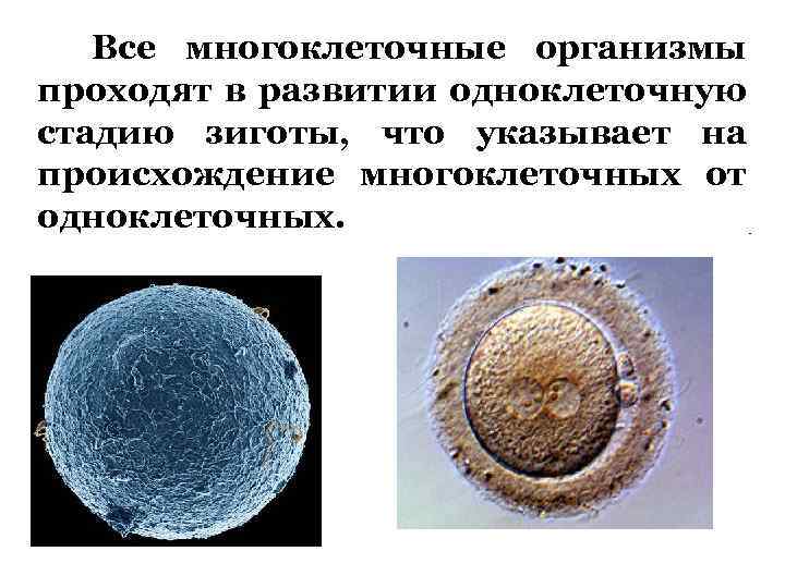 Роль многоклеточных организмов