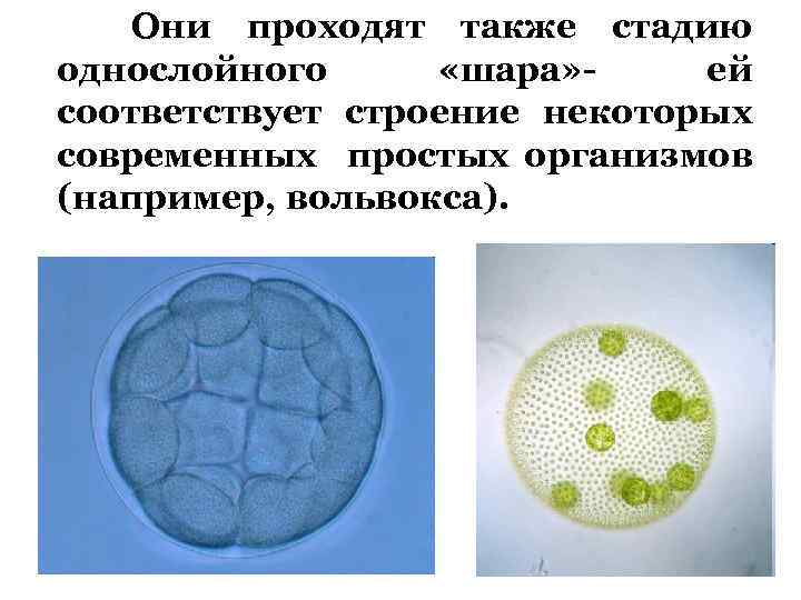 Они проходят также стадию однослойного «шара» ей соответствует строение некоторых современных простых организмов (например,