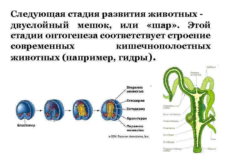 Для изображенного на рисунке животного характерна следующая последовательность этапов онтогенеза